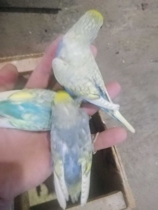 Продаю домашні птахів молоді.