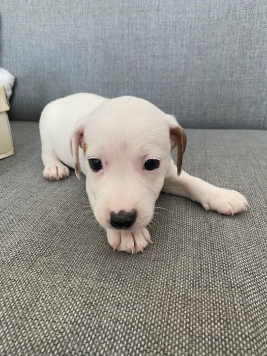 Jack russell terrier aktualne