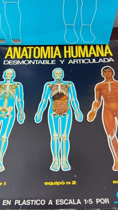 Conjunto jogo Boneco Corpo humano anatomia corporal