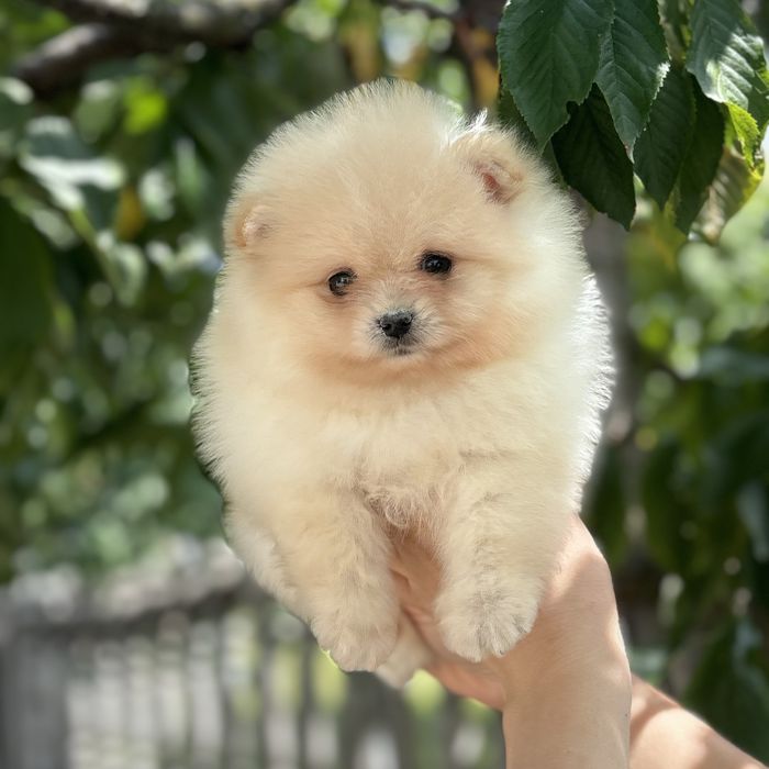 лялькова дівчинка тип ведмедика