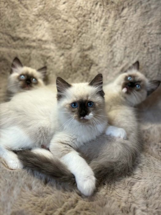 Kocięta Ragdoll – 3 kotki i 3 kocurki | Rodowód | Hodowla  TrabiCat*PL  SHPiK PETRUS