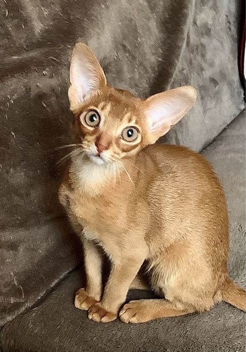 Абиссинские Рыжики !!!