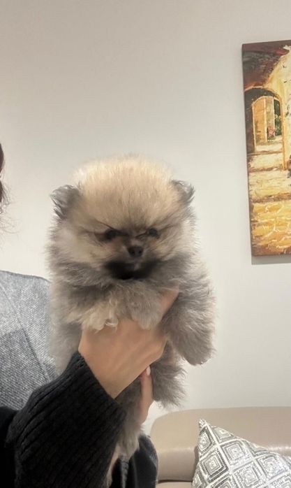 Szpic Miniaturowy Rudy Szczeniak