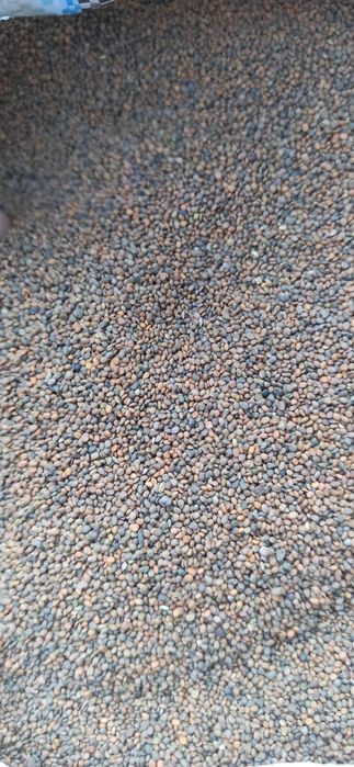 Семена Насіння Руколла есть и опт цена договорная