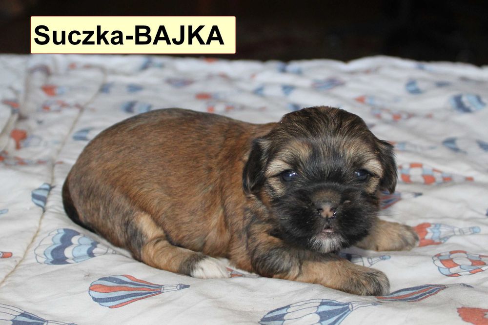Śliczny Szczeniak z rodowodem