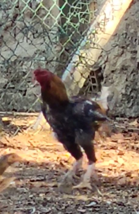 Índios gigantes (pitos)