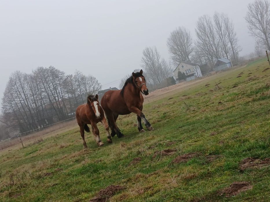 Źrebaki zimno krwiste