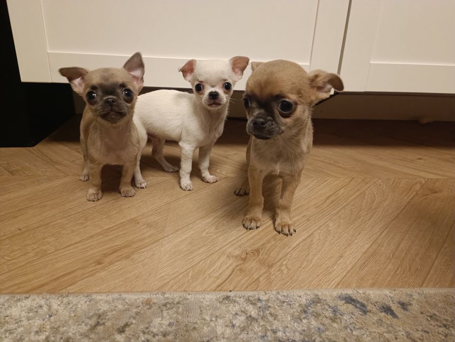 Piesek chihuahua krótkowłosy