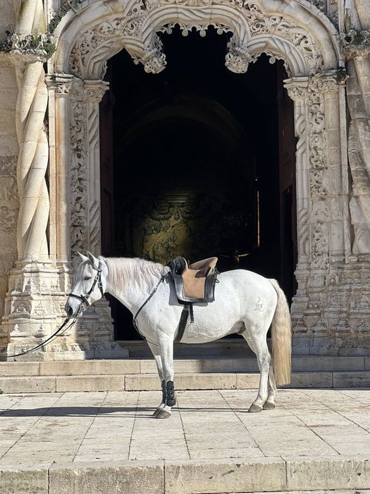 Cavalo cruzado, montado 8 anos