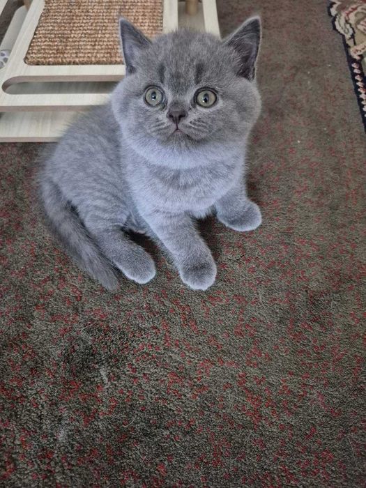 Gatinho "Scotish Straight"