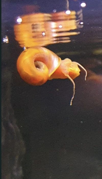 Caracol Ramhsom variedade Red