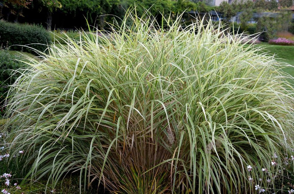 Miskant 'Rigoletto' Biało zielone liście (Miscanthus sinensis) 2L
