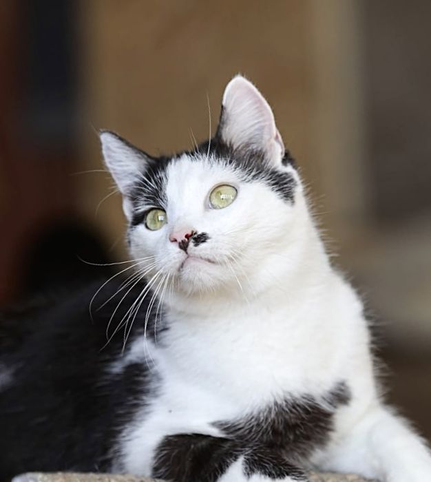 Чак, 1 годик, котик, кот