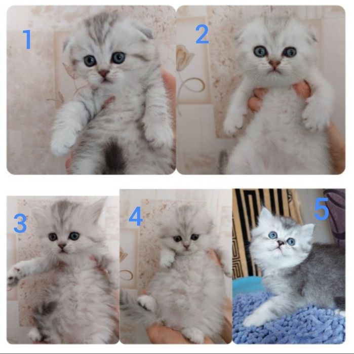 Шотландські кошенята