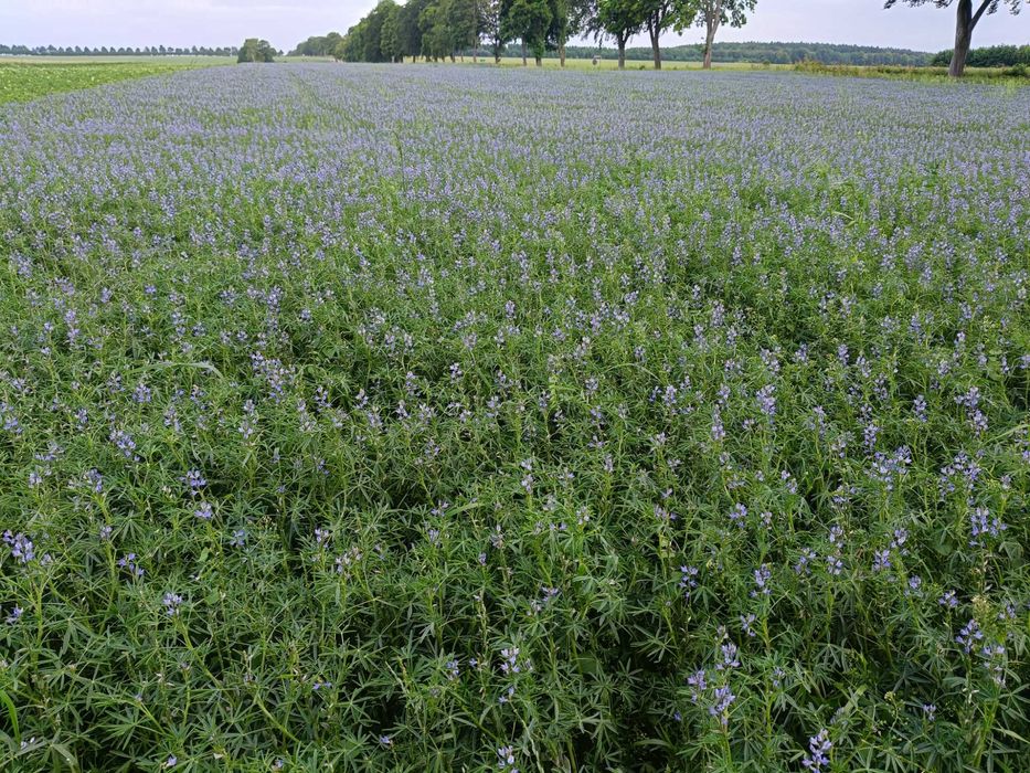 Sprzedam łubin slodki