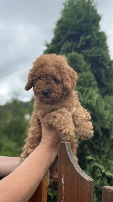 Лабубушка хлопчик тойчик