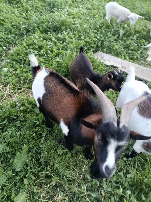 Casal de cabras anas