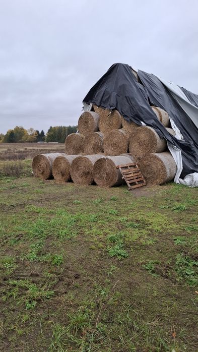 Słoma pszenżytnia i owsiana