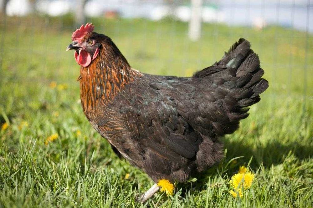 Kury nioski odchowane Rosa