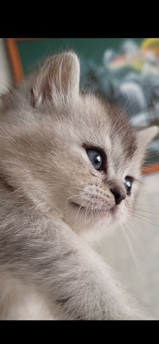 Шикарна  дівчинка