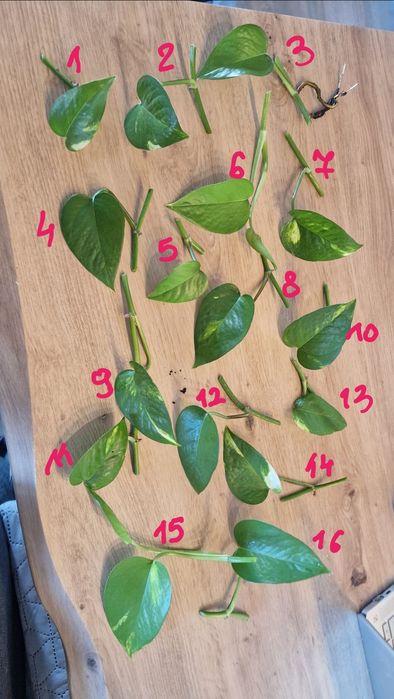 Epipremnum zielone białe
