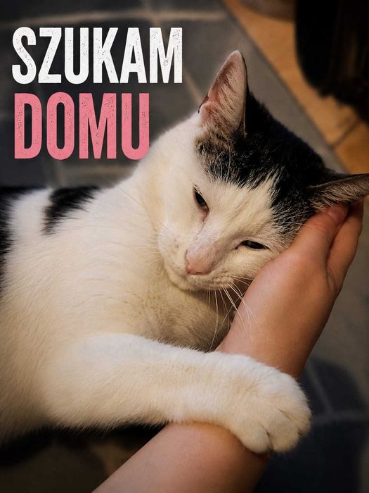 Nikt nie zauważa Kubusia… a on tak bardzo marzy o domu