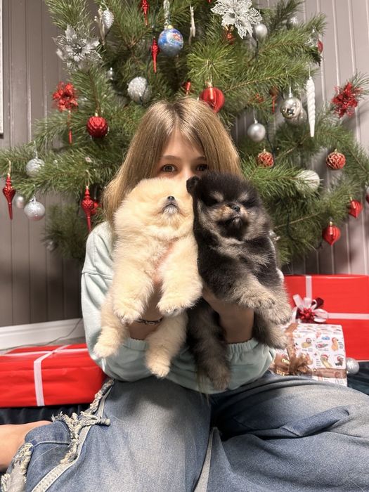 Померанські ведмедики.