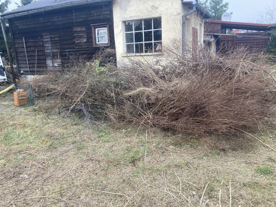 Wycinanie podcinanie skracanie drzew