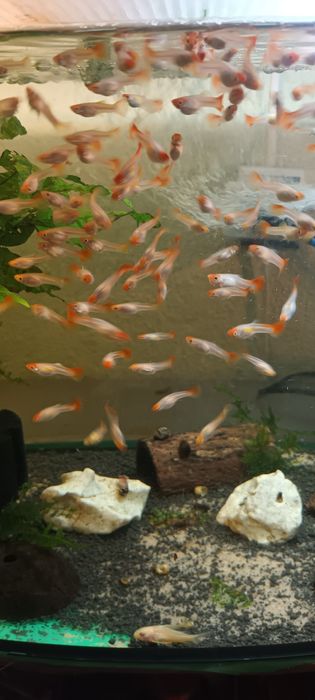 Gupik koi Golden koi