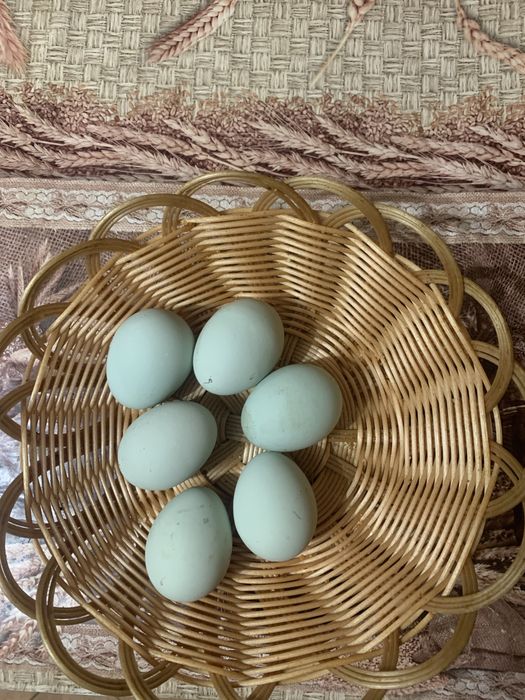 Інкубаційне яйце курей породи Амераукана