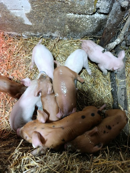 Продам поросят Била велика + Дюрок