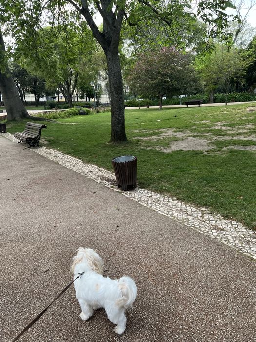 Petsitting em Oeiras / Fico com o seu patudo nas férias