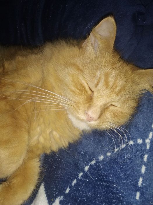 Отдам кота в добрые руки