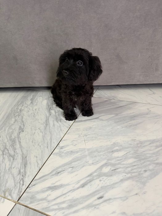 Yorkpoo mini macho