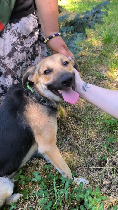 Чудовий хлопчик шукає родину пес мальчик собака безкоштовно притулок