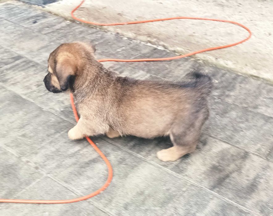 Oddam pieski siedmiotygodniowe