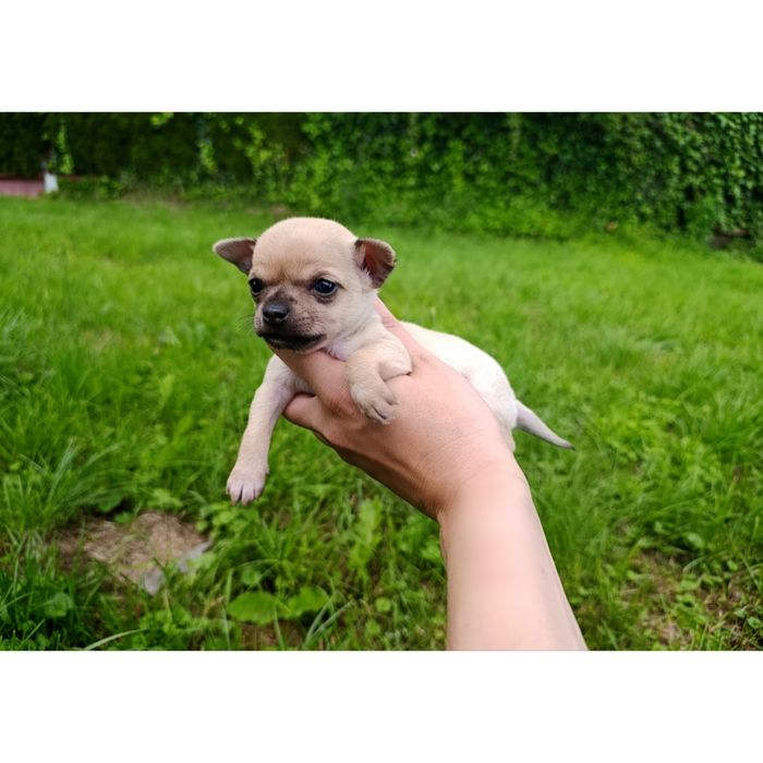Chihuahua suczka