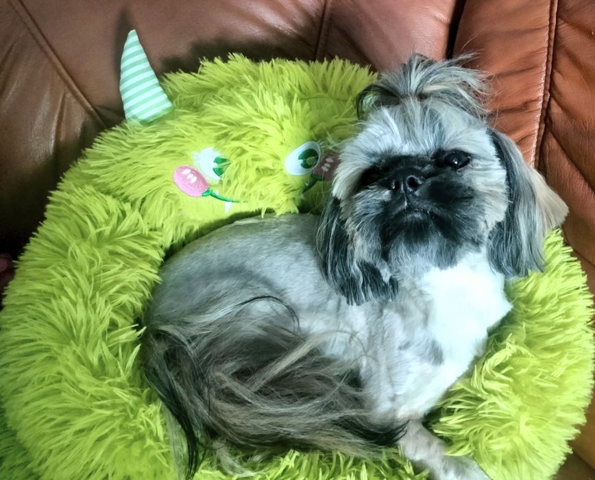 Shih tzu piesek FCI