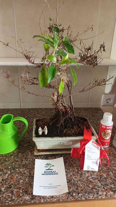 Ficus Tiger Retusa Bonsai de 19 Anos