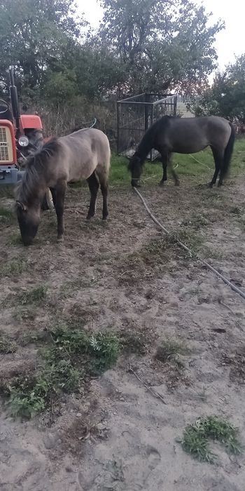 Sprzedam kobyłe ze źrubką