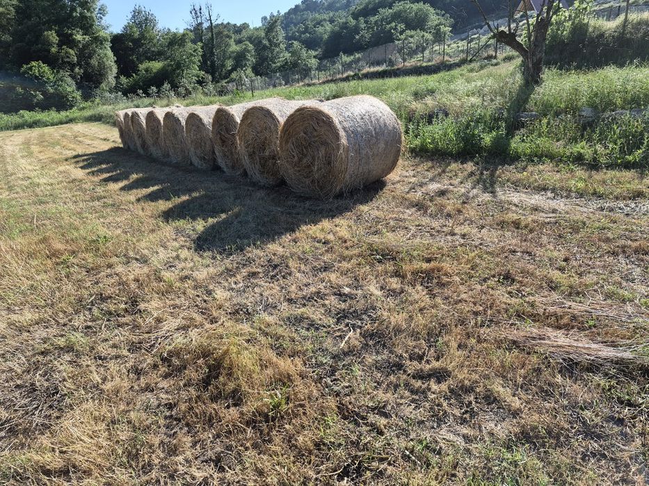 Rolos de palha azevem
