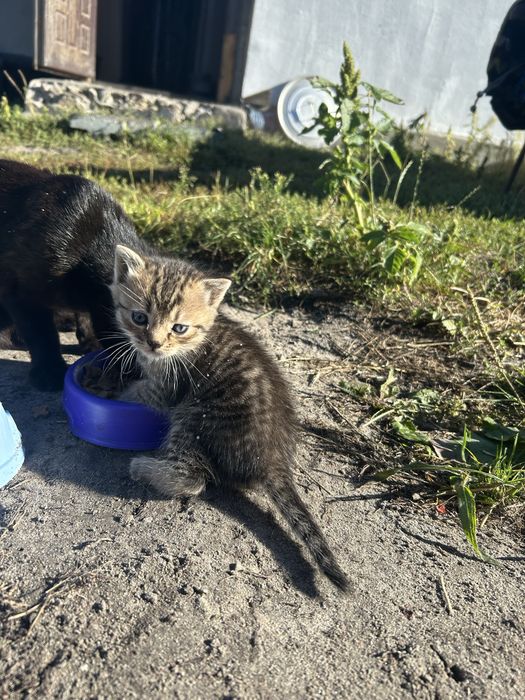 Віддам котиків в місті фастів
