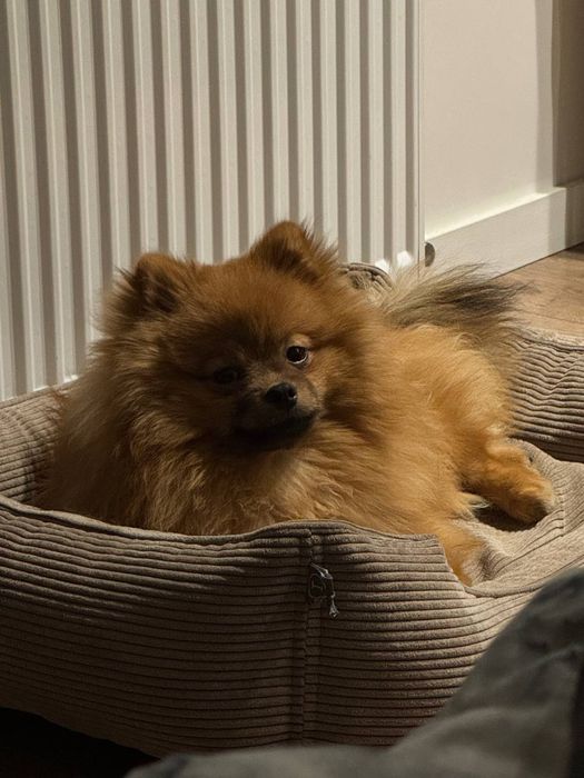 Данте шукає самочку.