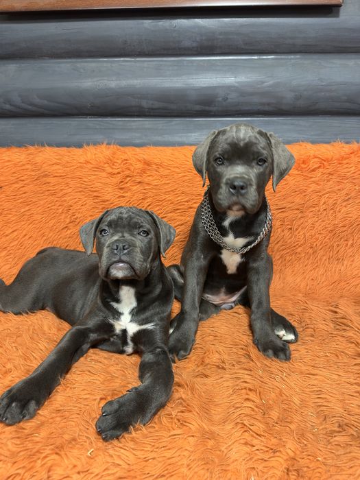 Дівчинка красуня сіро-голуба 2міс