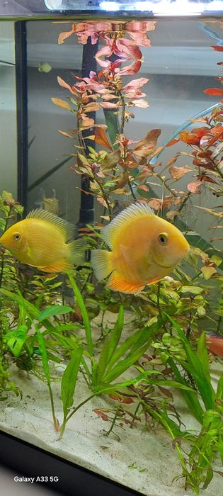 Pielęgnica Severum Gold