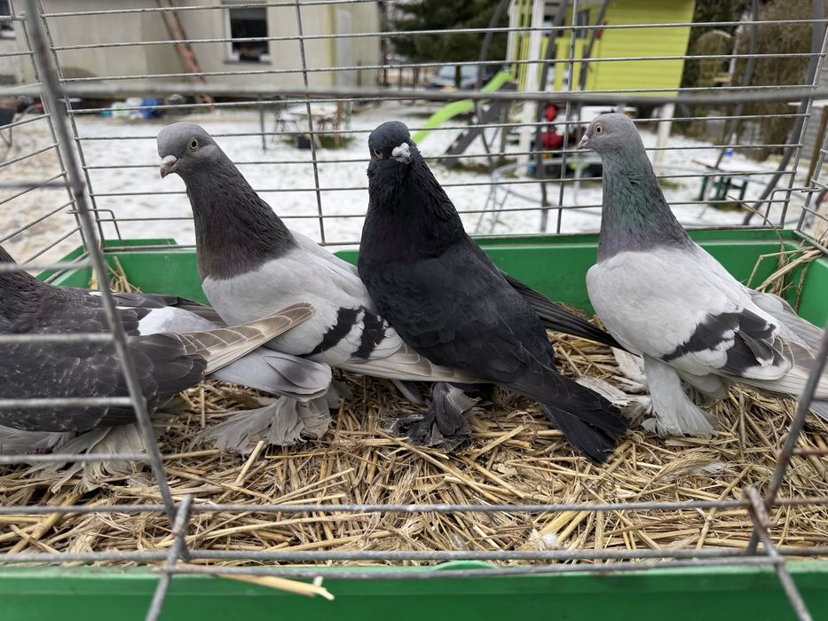 Agarany (bije kaukazy)