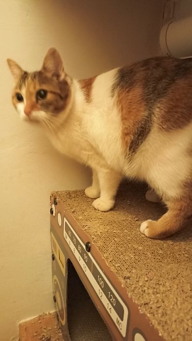 Miziasta kotka prosi o dom