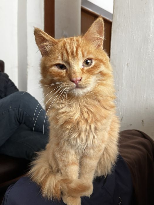 Котенята . Безкоштовно . Шукають дім