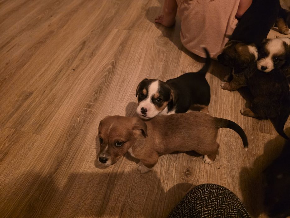 Oddam pieski za darmo