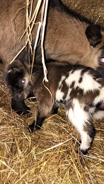 Cabritos anões bebés